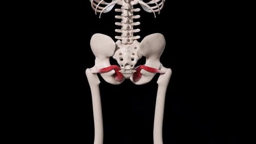 3D Human Hip and Pelvis Anatomy with Ligament Highlights