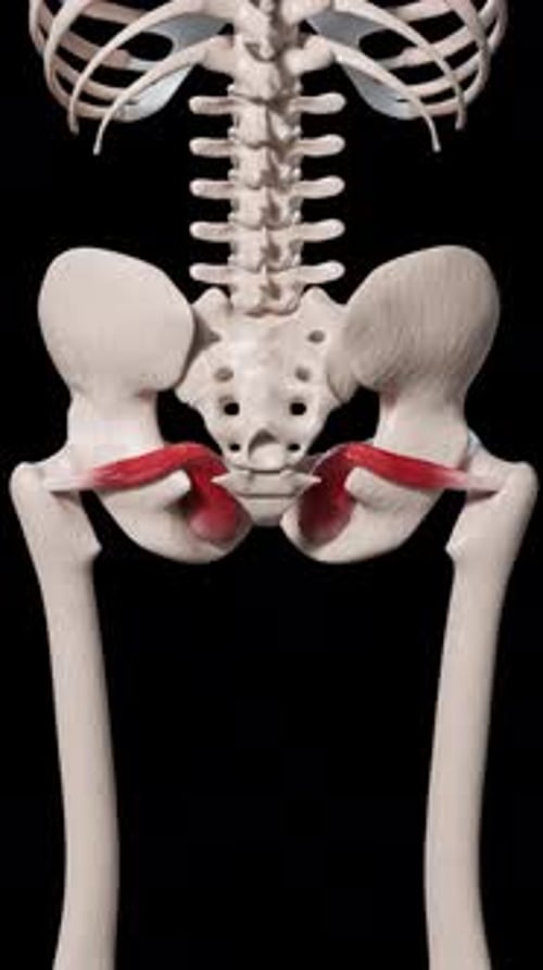 3D Human Skeleton Hip Joint Anatomy Animation