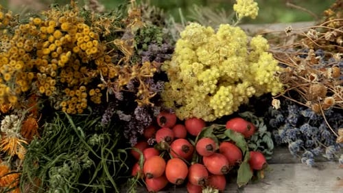 Dried Herbs and Flowers Alternative Medicine and Medicinal Tea Selective Focus