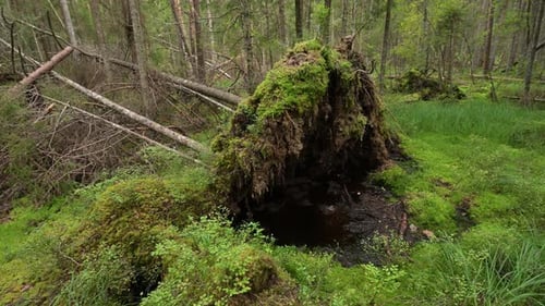 Root of a fallen trees with turf and grass in a swampy glade in the forest.