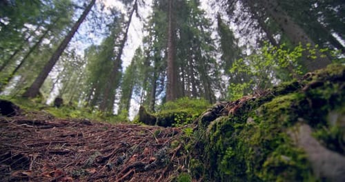 A Serene and Peaceful Environment is Created By a Lush Forest