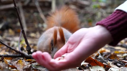 Adorable Squirrel Eating From Hand in Autumn Forest
