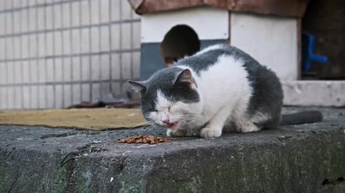 Ruhiger Kater genießt das Essen