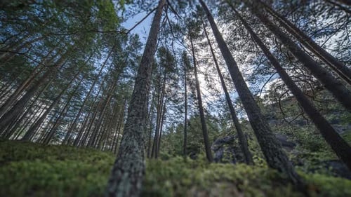Tall slender pine trees tower above the lush green undergrowth. Bright sun shines through the branch