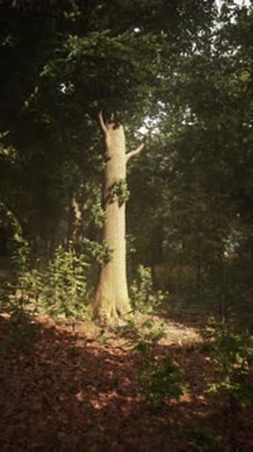 Light Filtering Through Trees in a Peaceful Forest Setting at Dawn