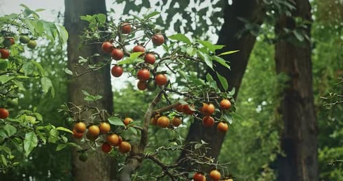 Fruiting Mandarin Bonsai Tree Fresh