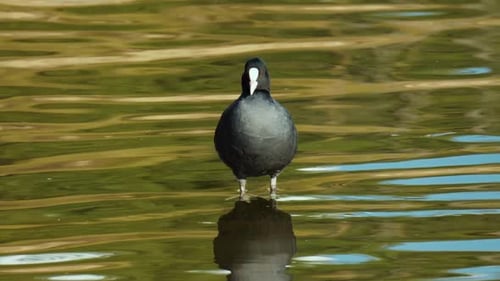 Portrait Of A Eurasian Coot Preen Plumage In Clear Calm Lake. Close up