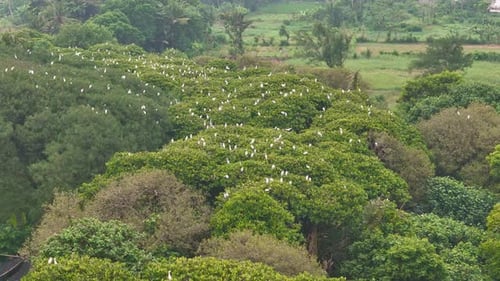 Flock of white birds , Elegant aerial view of Snowy Egret birds in flight and perch on the trees.