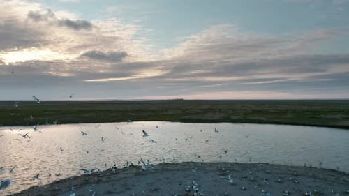 Aerial Shot As Drone flying over group of birds seagulls above the coastal line of the island Vliela