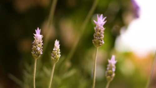 Lavendelblüten, die vom Wind bewegt werden