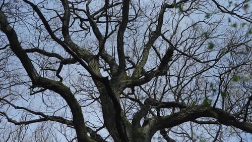 Bare Tree Branches Reach for Sky