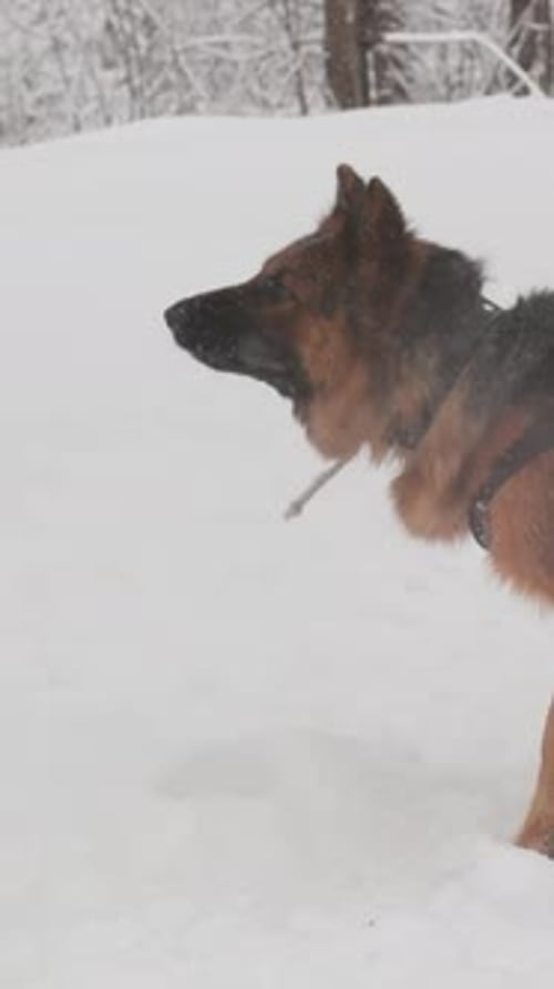 German Shepherd Dog Training Biting