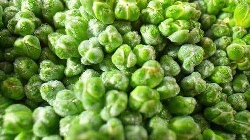 Fresh Green Broccoli Close Up with Water Droplets