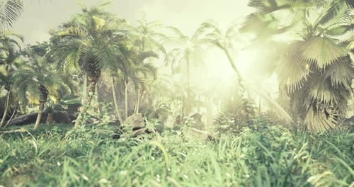 Lush Tropical Jungle with Sunlight and Palm Trees Loop