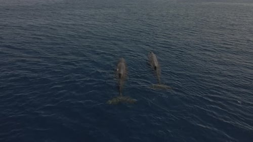 Beautiful sperm whale drone shot blowing out air and staying still in the ocean.
