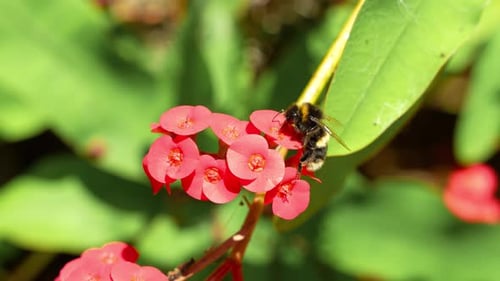 Bee Gathering Pollen on Vibrant Red Flowers