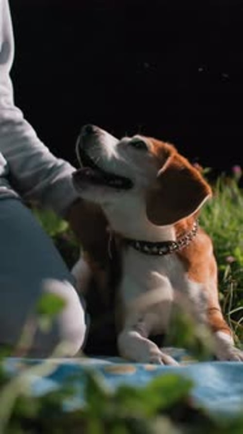 Beagle Sitting on Blanket Being Gently Petted Outdoor Picnic Scene with Green Grass Studded Collar