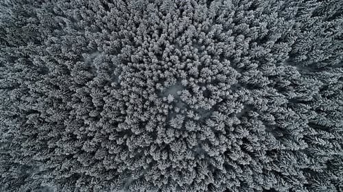 Aerial top down shot of dense snowy winter spruce forest during wintertime - Beautiful pattern and t