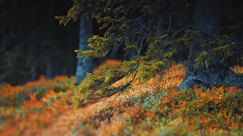 A shot of forest undergrowth under the pine trees, featuring a vibrant mix of orange and green hues,