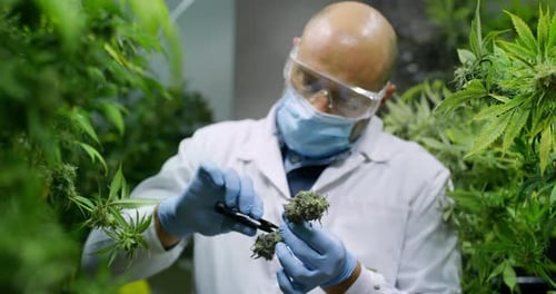 Dedicated Scientist Examining Plant Bud in Lab