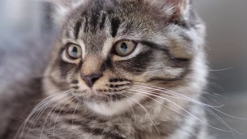 cute lovely maincoon little cat looking at camera macro headshot close up