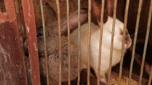 A Gray Rabbit in a Dirty Little Cage Closeup of a Beautiful Rabbit on a Farm