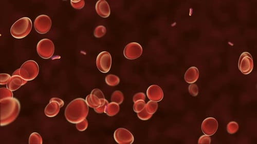 red blood cell animation design