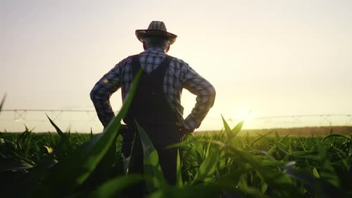Elderly Agricultural Professional Inspecting Crop Fields in Farmland Back View Contemporary