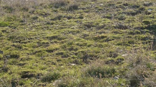 The Athlete's Feet Run on the Green Grass at Sunset
