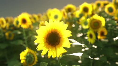 A Vibrant Field of Sunflowers Against a Picturesque Sky