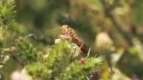Grasshopper Eats a Plant in Summer