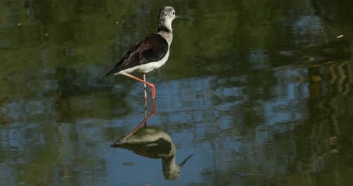 Schwarzflügelstelze (Himantopus himantopus), Camargue, Frankreich
