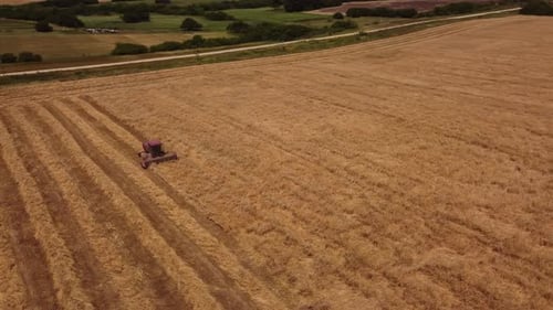 Cinematic aerial shot of Combine Harvester Harvesting Yellow Wheat Field