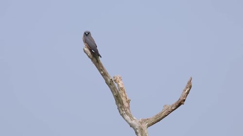 Bird Perched on Bare Tree Branch in Daytime