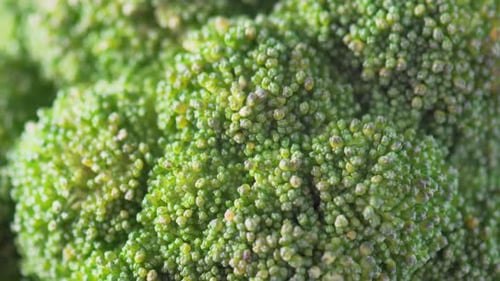 Macro footage of fresh broccoli. Close-up view of green cabbage