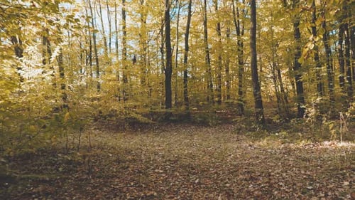 Landscape in Autumn Forest