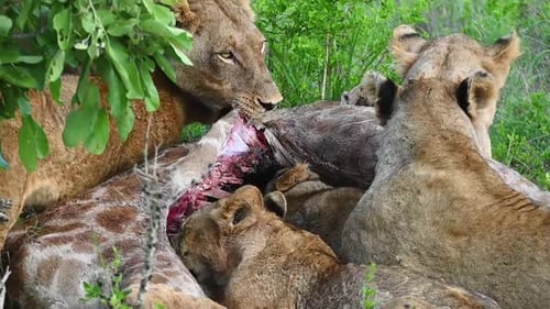 Close-up of lion pride eating