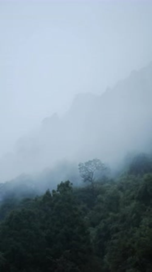 Misty Blue Rainforest Nature Background with Copy Space, Vertical Video for Social Media Instagram R
