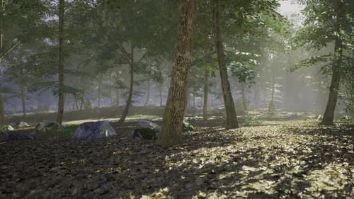 Serene Forest Landscape with Sunlight Filtering Through Tall Trees