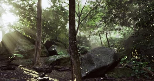 Sunlight Filters Through Dense Forest Foliage in Tranquil Natural Setting