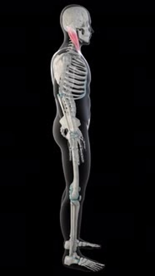 Sternocleidomastoid Muscles On Whole Human Body Vertical Video