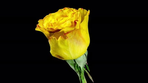 Timelapse de rosa amarela florescendo em fundo preto. O botão se abre e floresce em uma
flor grande