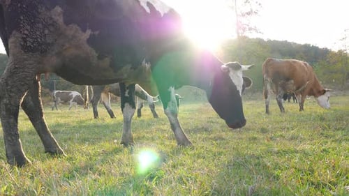 View on Cow Herd Grazing at Sunny Lawn Cute Friendly Animals Eating Fresh Green Grass on Meadow with