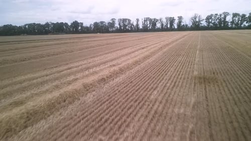 Wheat field aerial view in Ukraine