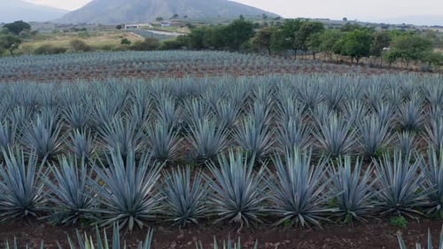 Agave field in Tequila, Mexico 13