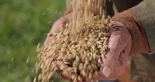 Farmer Hands Holding Grain in Close Up Shot