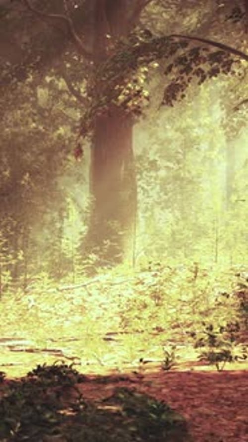 A Forest Filled with Lots of Trees and Leaves