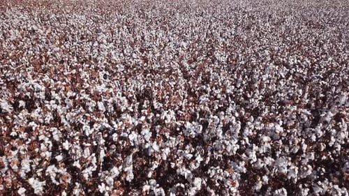 Mature Cotton field - Low aerial pass footage