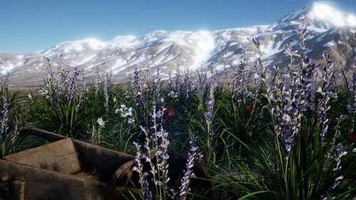 Lavender Field with Blue Sky and Mountain Cover with Snow