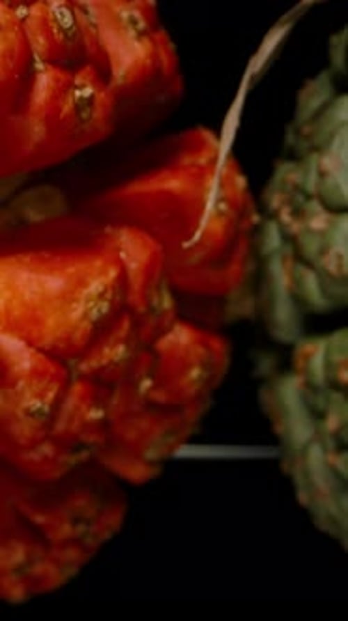Vídeo vertical. Frutos de pandanus rojos y verdes uno al lado del otro en primer plano con el movimiento Dolly Slider puesto